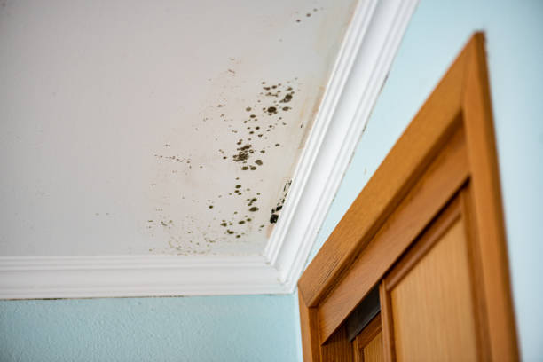 Best Water Damage Restoration  in Crowley, TX