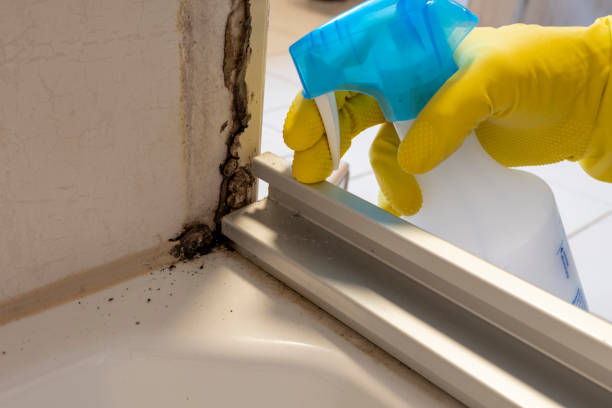 Best Certified Mold Removal  in Crowley, TX