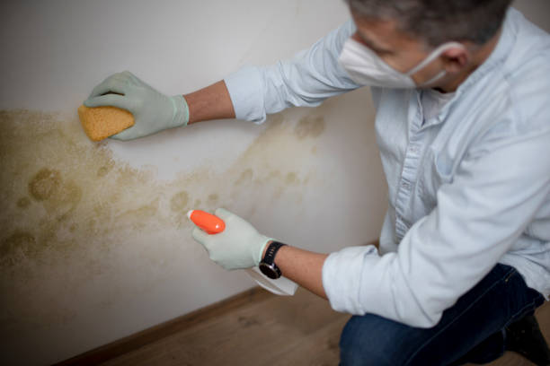 Best Affordable Mold Removal  in Crowley, TX
