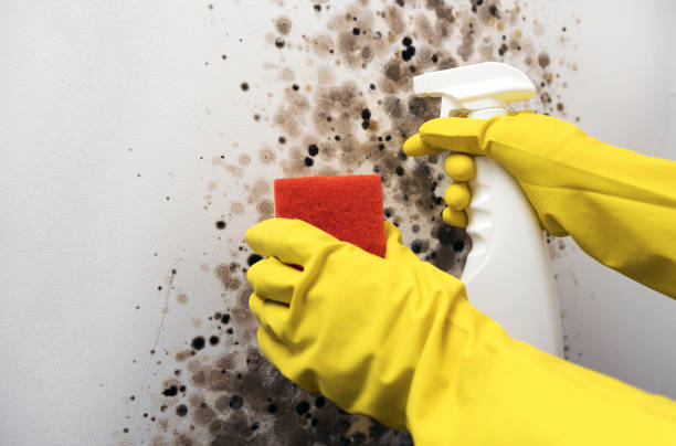 Best Office Mold Removal Services  in Crowley, TX