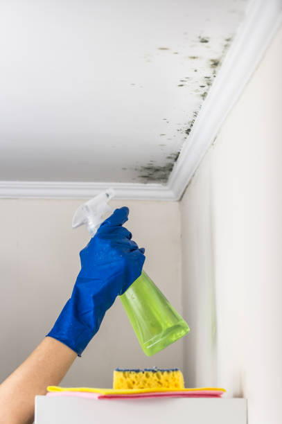 Mold Removal and Inspection in Crowley, TX